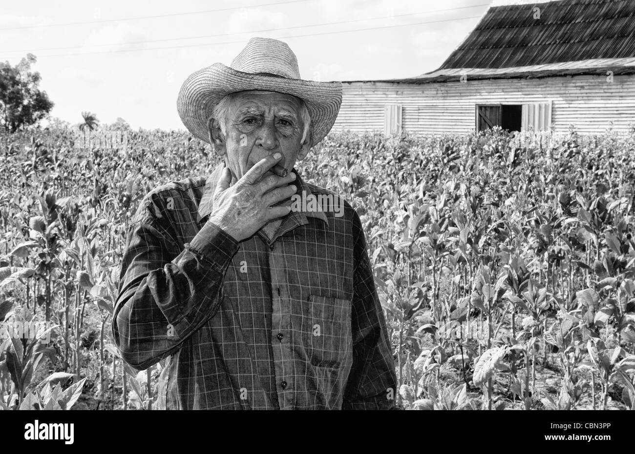 Tobacco field cuba Black and White Stock Photos & Images