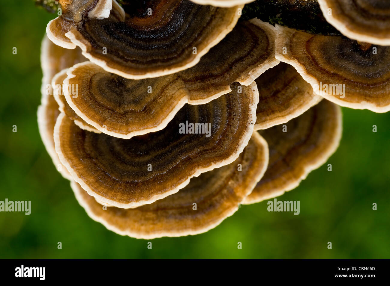 Fungus Detail Stock Photo