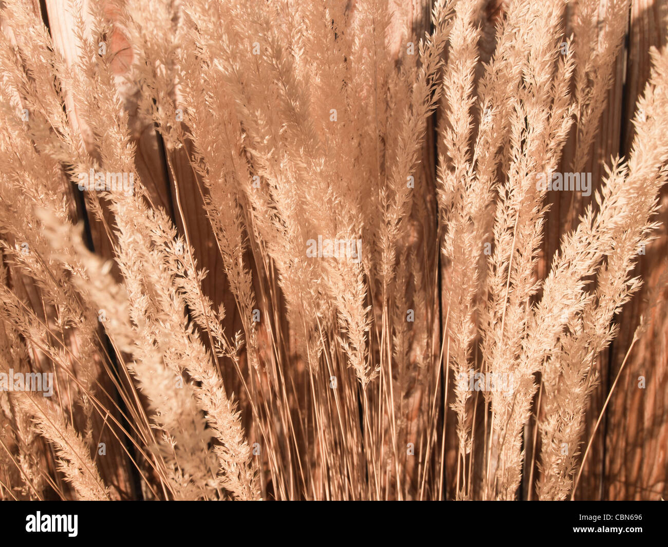 Feather reed grass Stock Photo Alamy