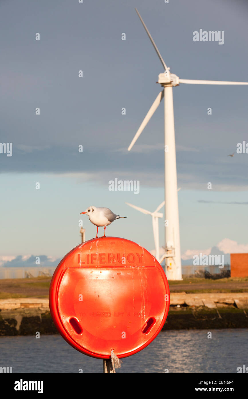 A Black Headed Gull on a life ring in Blyth on the North East coast with wind turbines behind, UK. Stock Photo