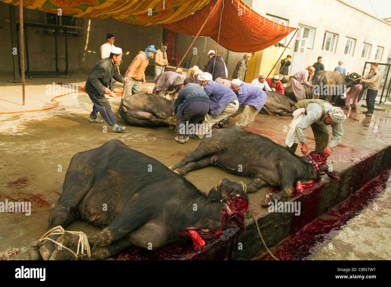 Butchers killing cattles for in Feast of Sacrifice Kabul Afghanistan Stock Photo