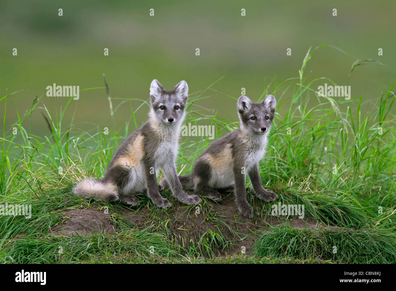 Two Arctic fox (Vulpes lagopus / Alopex lagopus) cubs at den on the tundra in summer, Lapland, Sweden Stock Photo