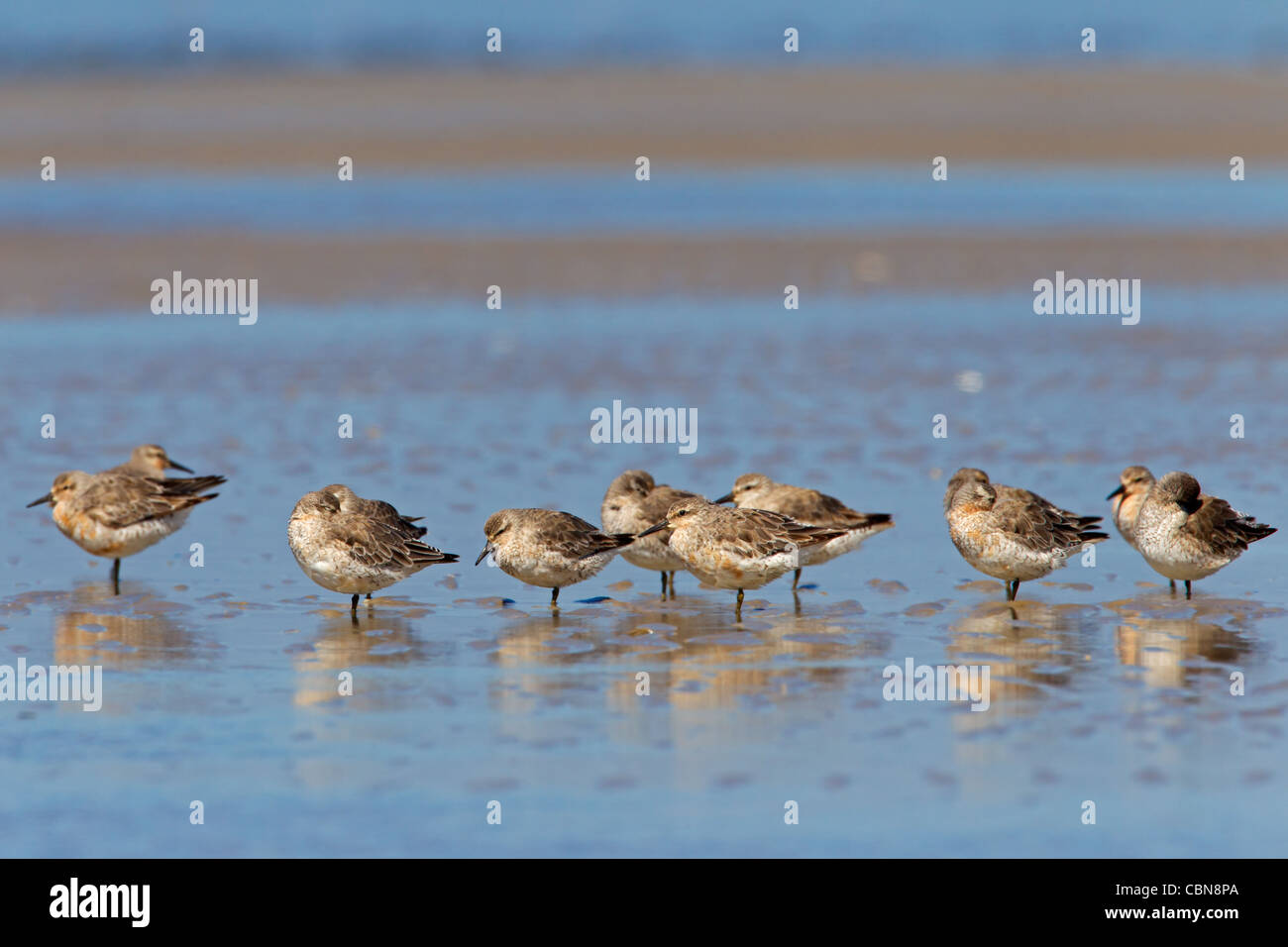 Red Knot (Calidris canutus) flock resting on beach, Wadden Sea, Germany Stock Photo