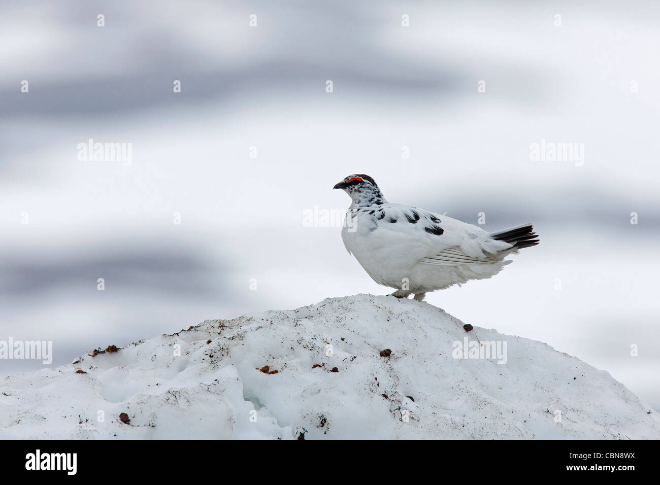Willow ptarmigan / Willow grouse (Lagopus lagopus) male in spring plumage in the snow, Sweden Stock Photo