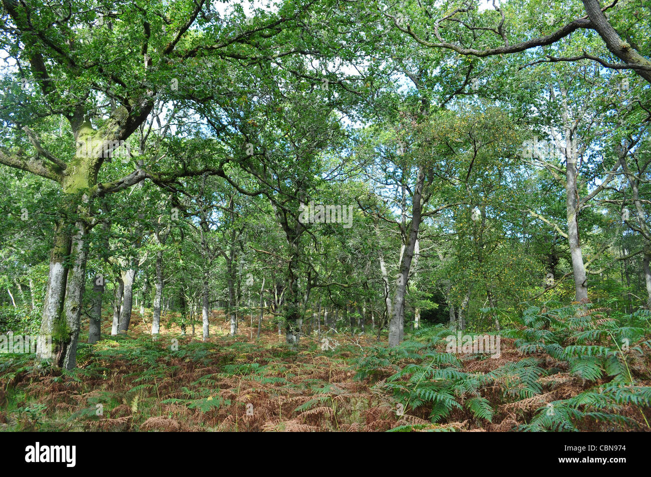 Oakwood hi-res stock photography and images - Alamy