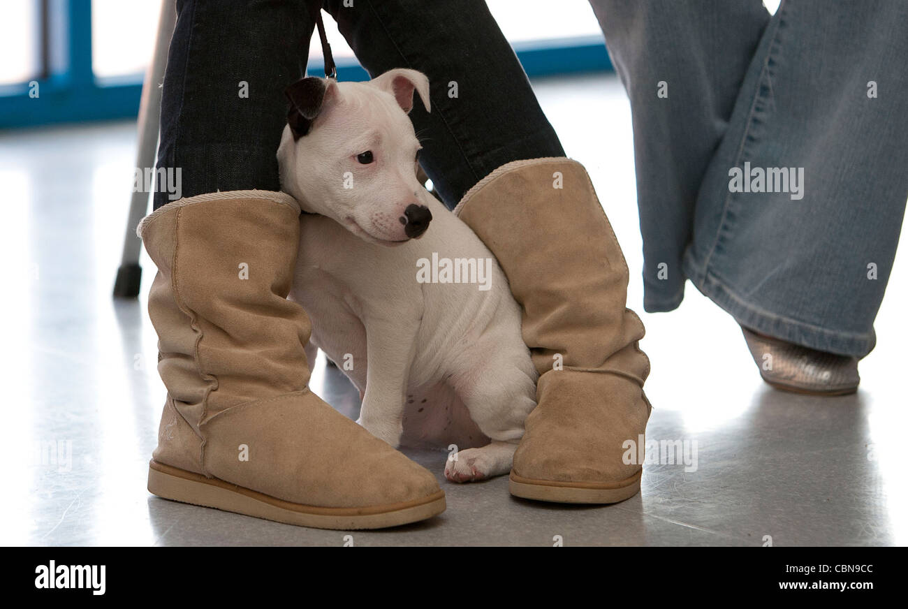Cute ugg boots dog hi res stock photography and images Alamy