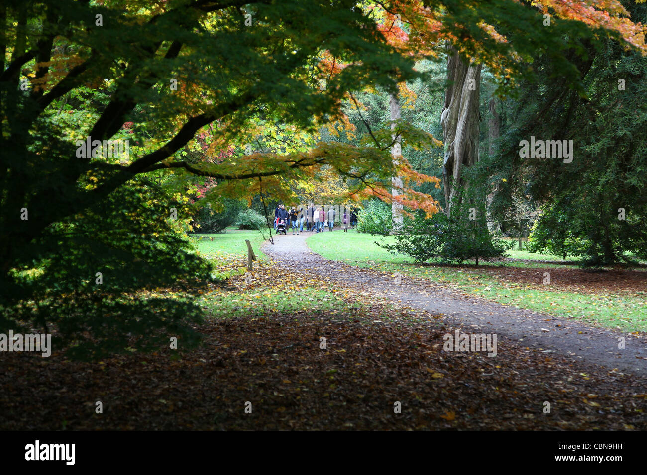 Westonbirt Arboretum, The National Arboretum, is managed by the Forestry Commission and is near Tetbury Gloucestershire England Stock Photo