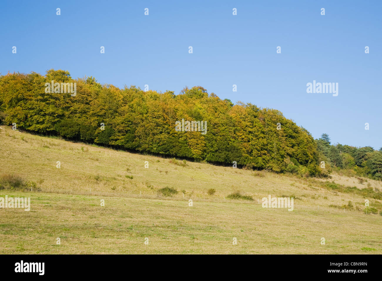 Ranmore Common overlooking Dorking and Westcott in Surrey during Autumn Stock Photo