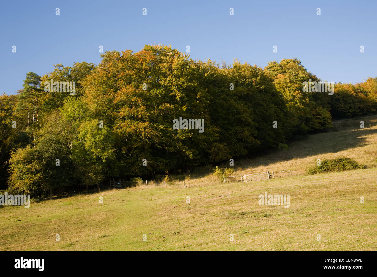 Ranmore Common overlooking Dorking and Westcott in Surrey during autumn Stock Photo