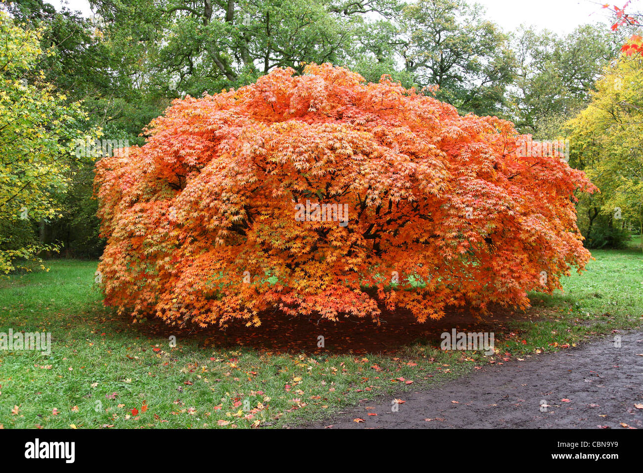 A red orange Japanese Maple or Acer tree in autumn at Westonbirt Arboretum Tetbury Gloucestershire England Stock Photo
