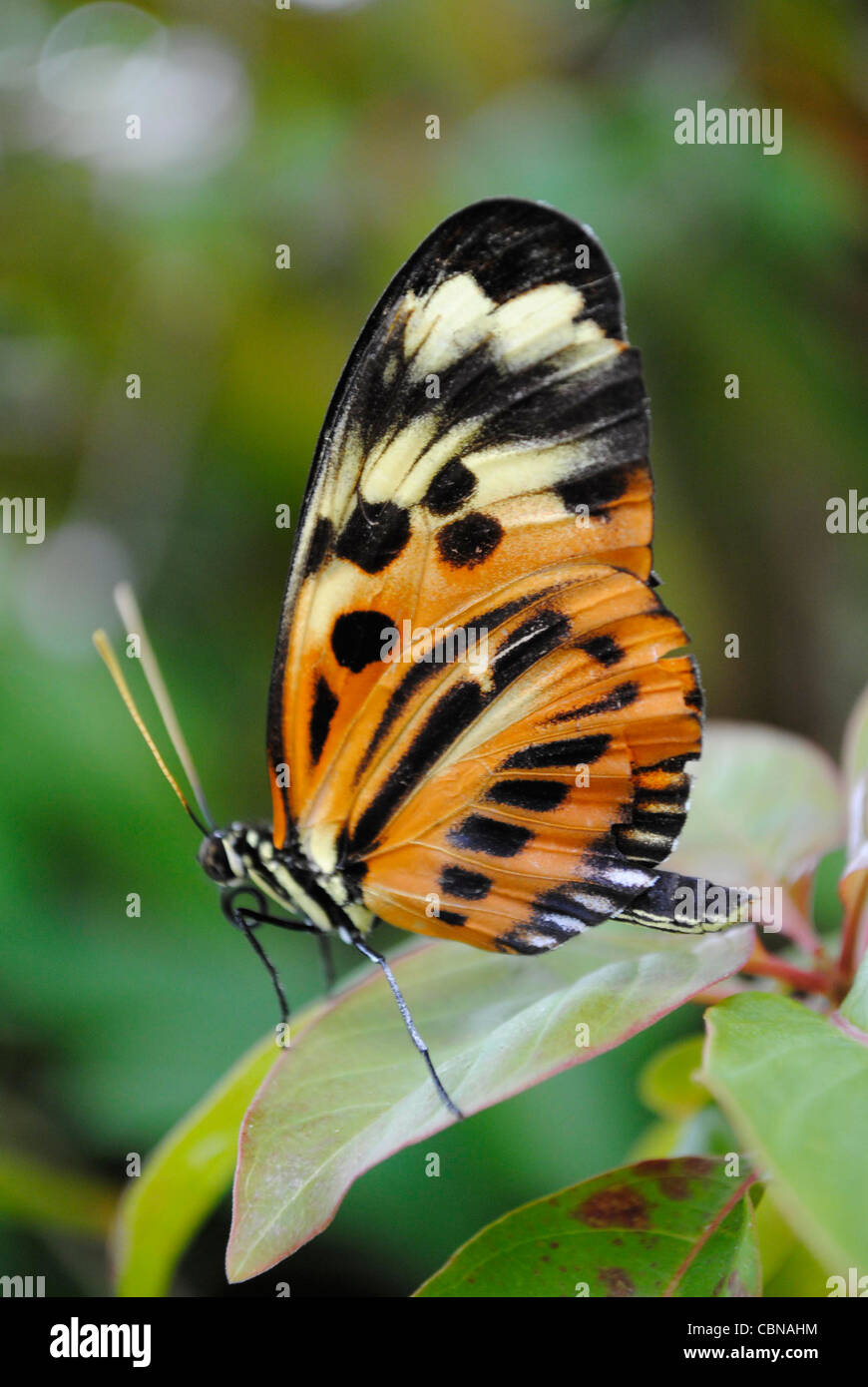 A painted lady butterfly Latin name vanessa cardui Stock Photo