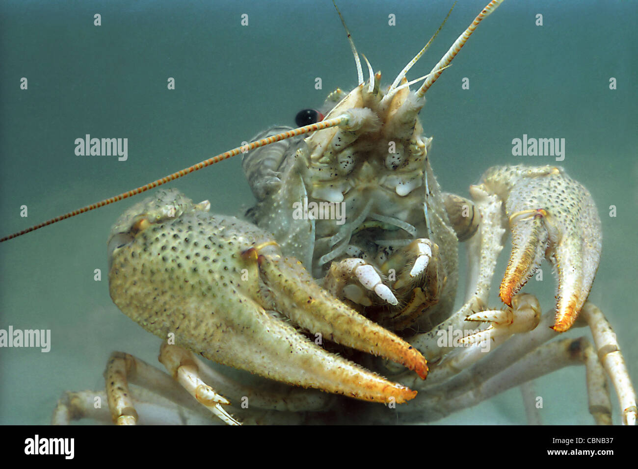 Freshwater crayfish (Astacus leptodactilus) Stock Photo