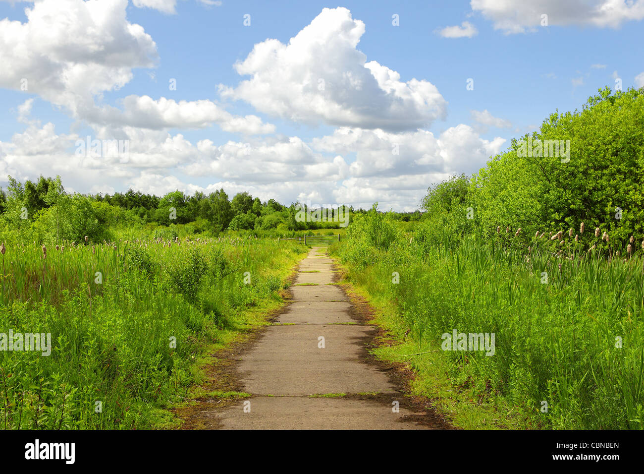 Path in the green park Stock Photo - Alamy