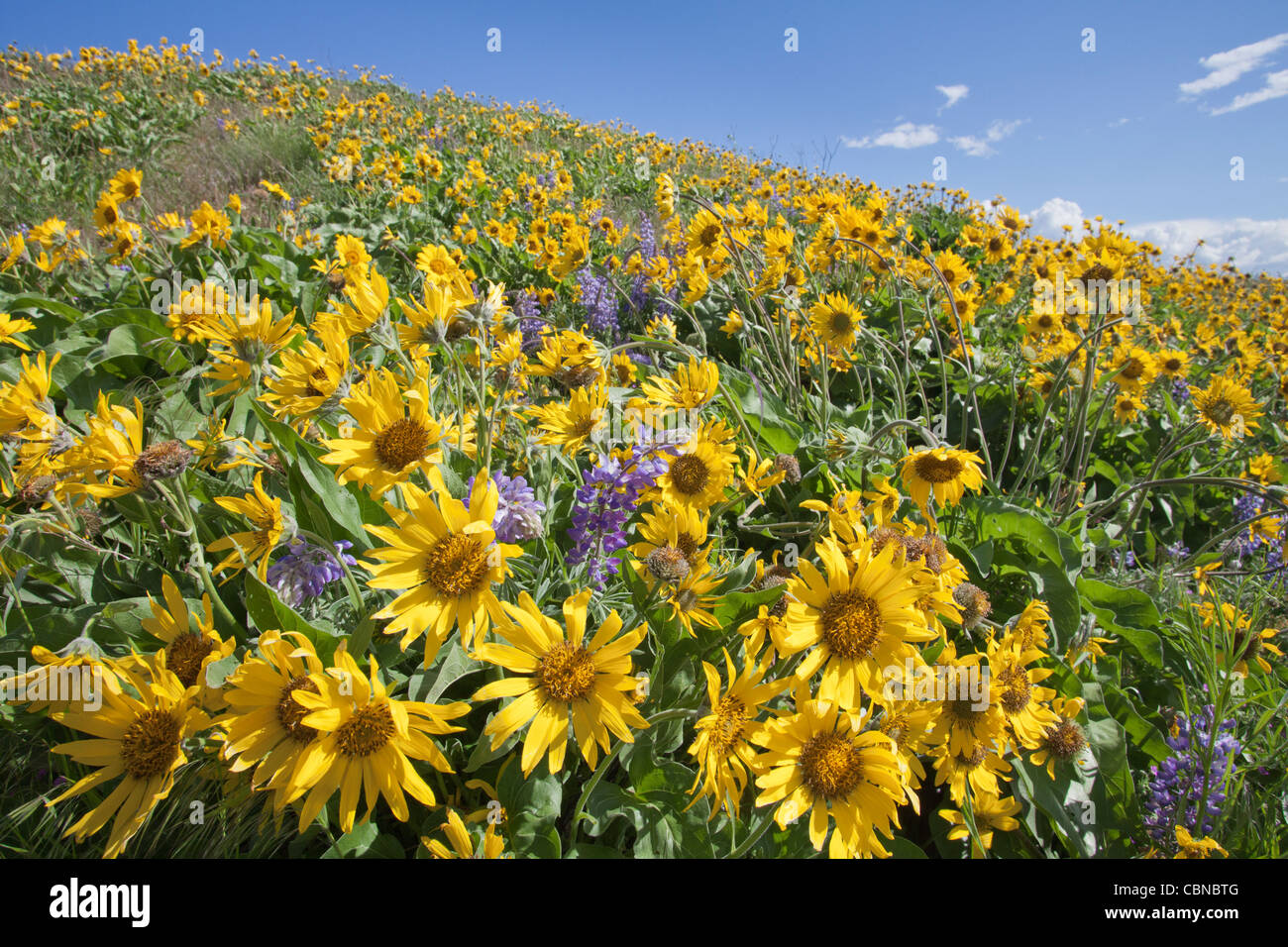 Meadows east of Mosier, Oregon in the Columbia River Stock Photo