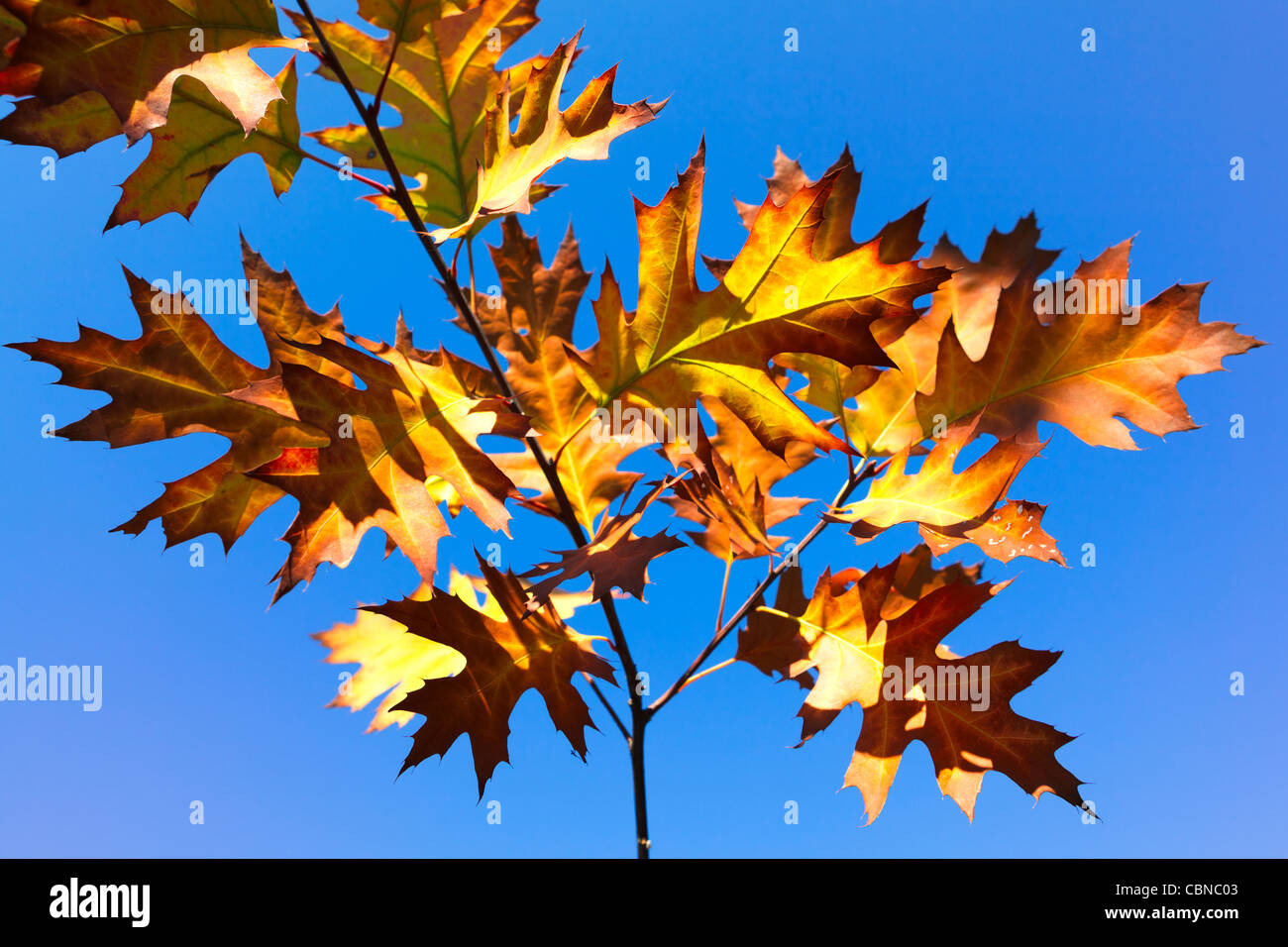 Autumn leaves against a blue sky Stock Photo - Alamy