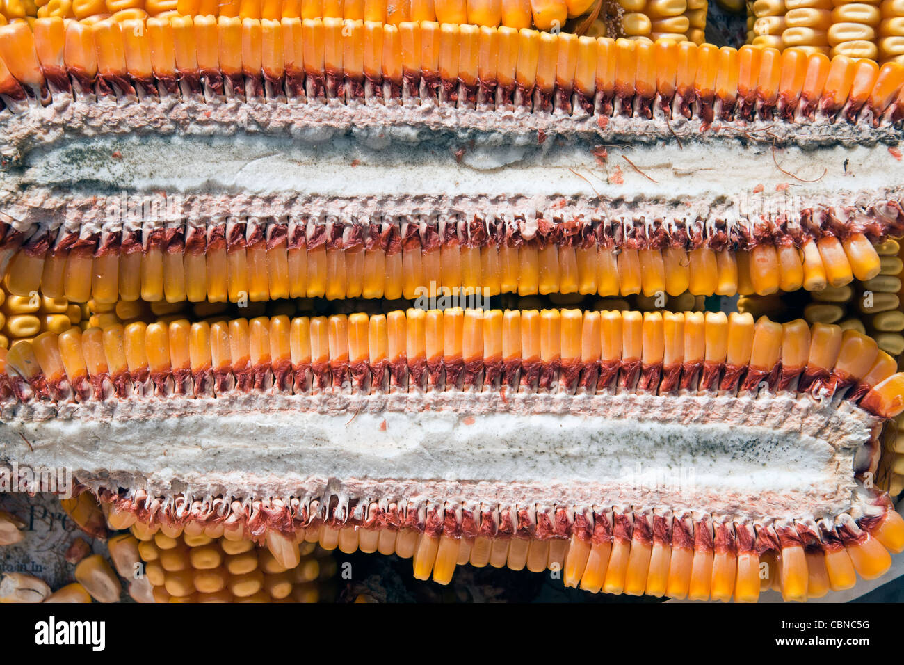 section of fresh harvested corn, close up Stock Photo - Alamy