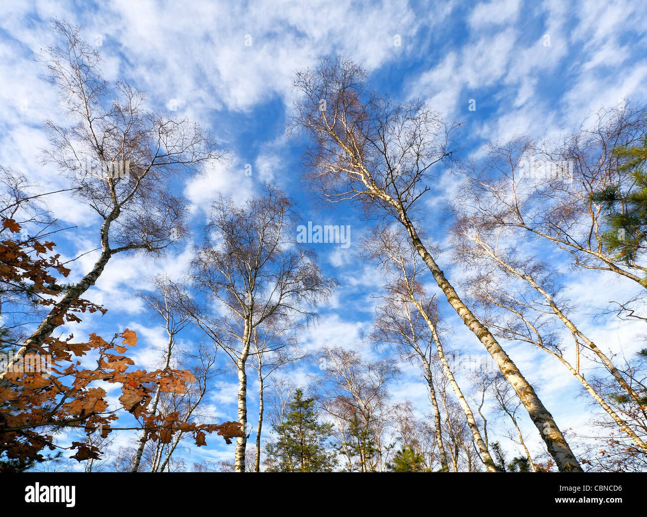 Forest on blue sky Stock Photo - Alamy