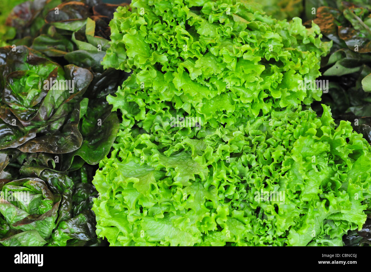 Bundle lettuce hires stock photography and images Alamy