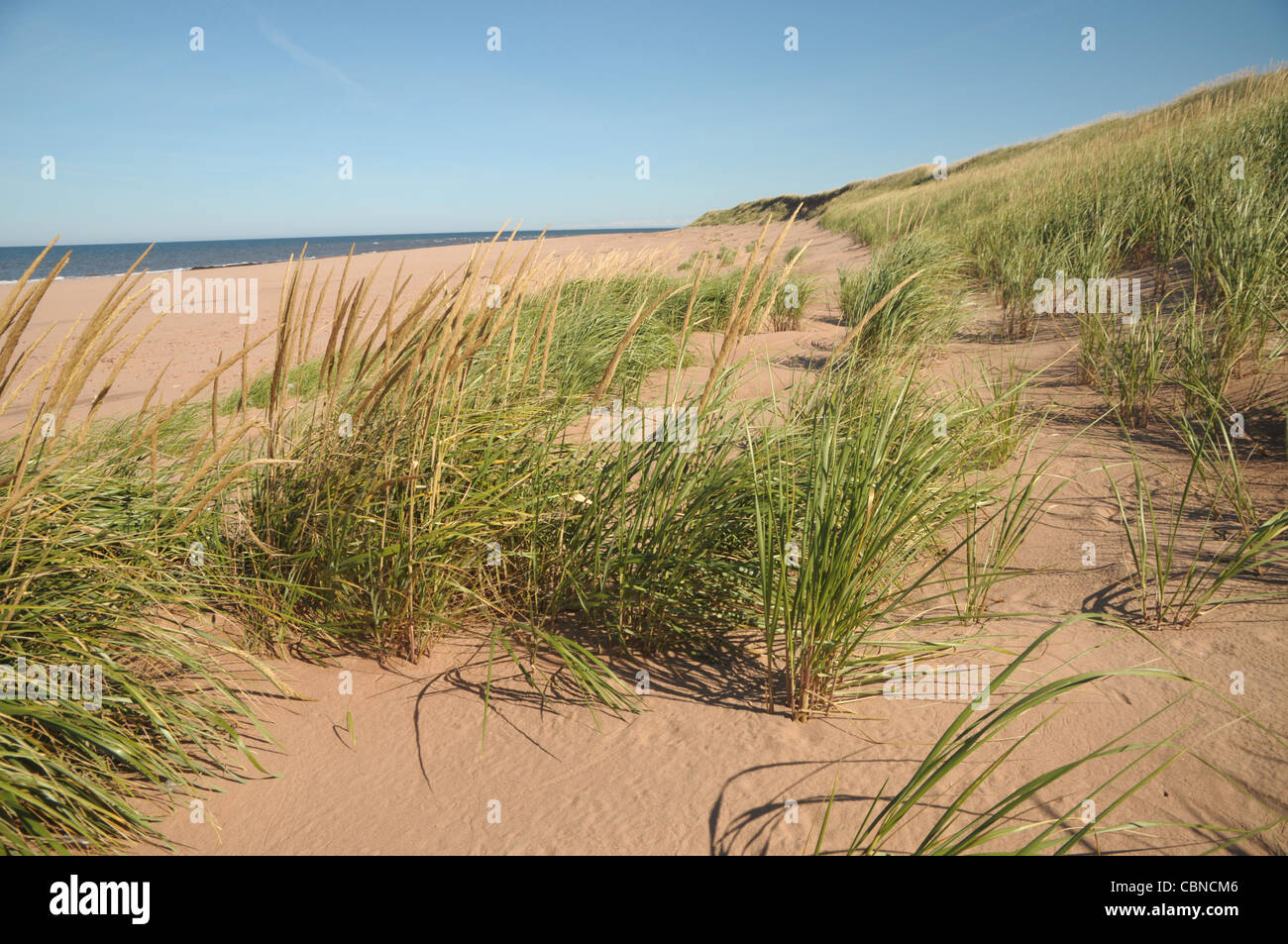Beach grass sits in the sand at North Lake, Prince Edward Island, Canada. Stock Photo