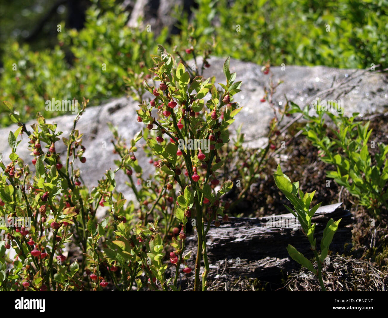 blueberry bush in spring / Vaccinium myrtillus / Heidelbeerstrauch im