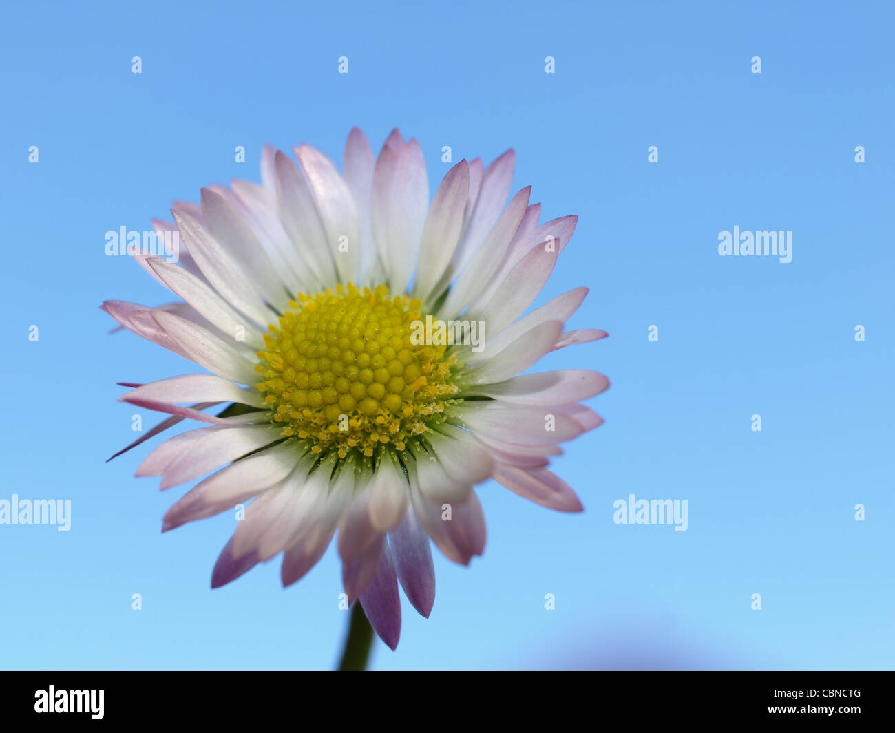 Daisy, Common Daisy, Lawn Daisy, English Daisy / Bellis perennis / Gänseblümchen Stock Photo