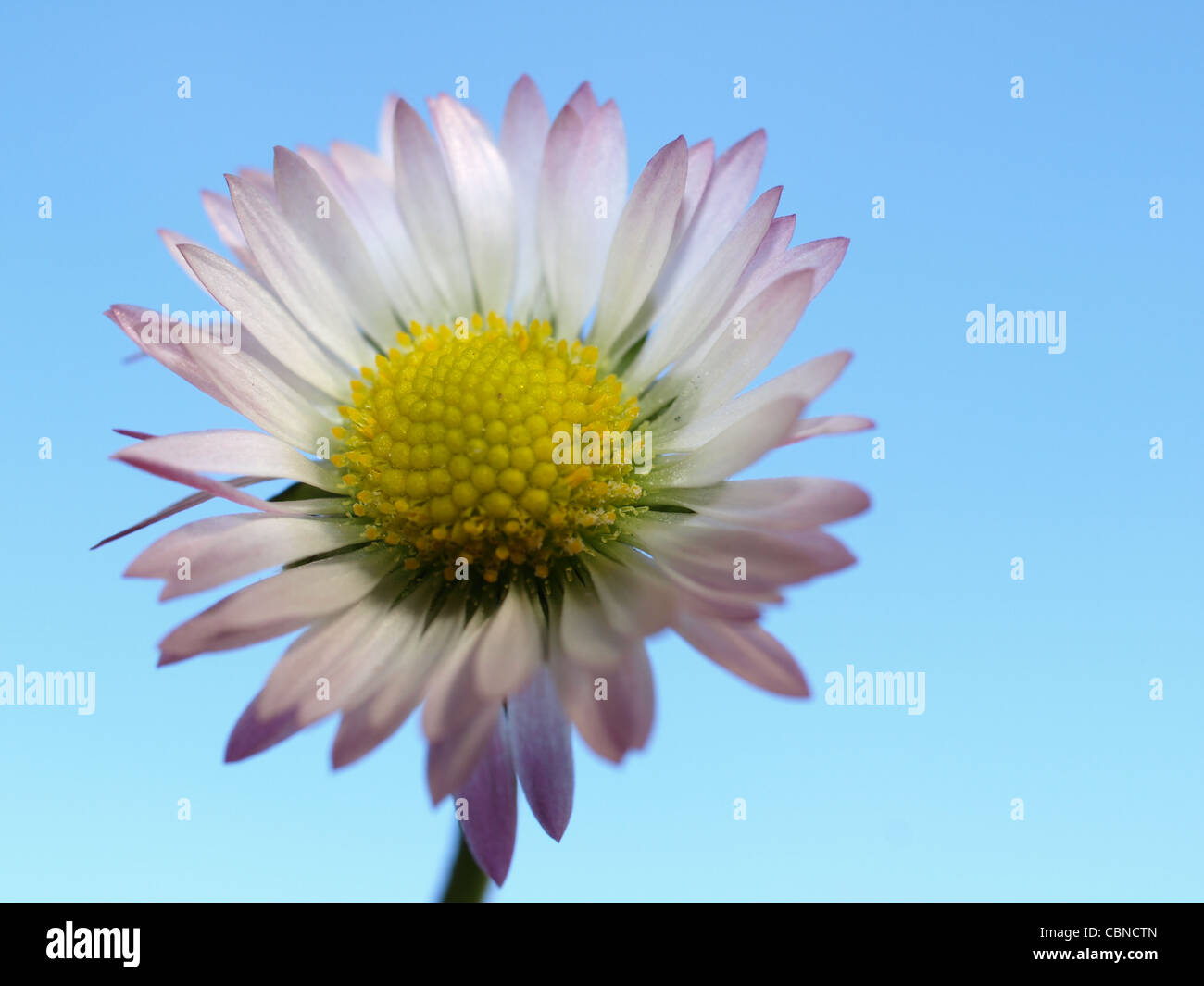 Daisy, Common Daisy, Lawn Daisy, English Daisy / Bellis perennis / Gänseblümchen Stock Photo