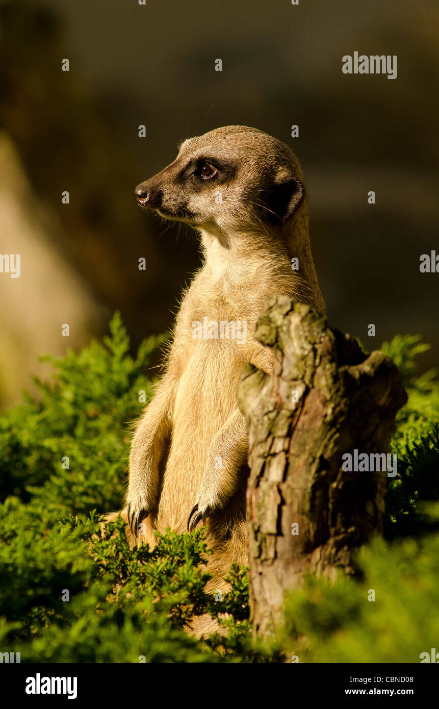 Meerkat/suricate Stock Photo