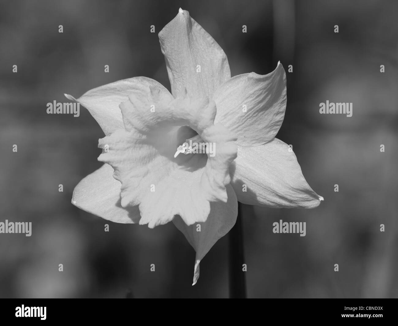 wild daffodil, Lent lily black and white / Narcissus pseudonarcissus / Gelbe Narzisse, Osterglocke schwarz / weiß Stock Photo