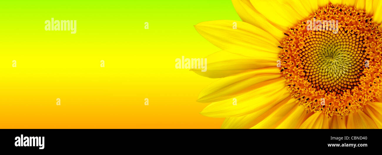 Sunflower banner Stock Photo 41653248 Alamy