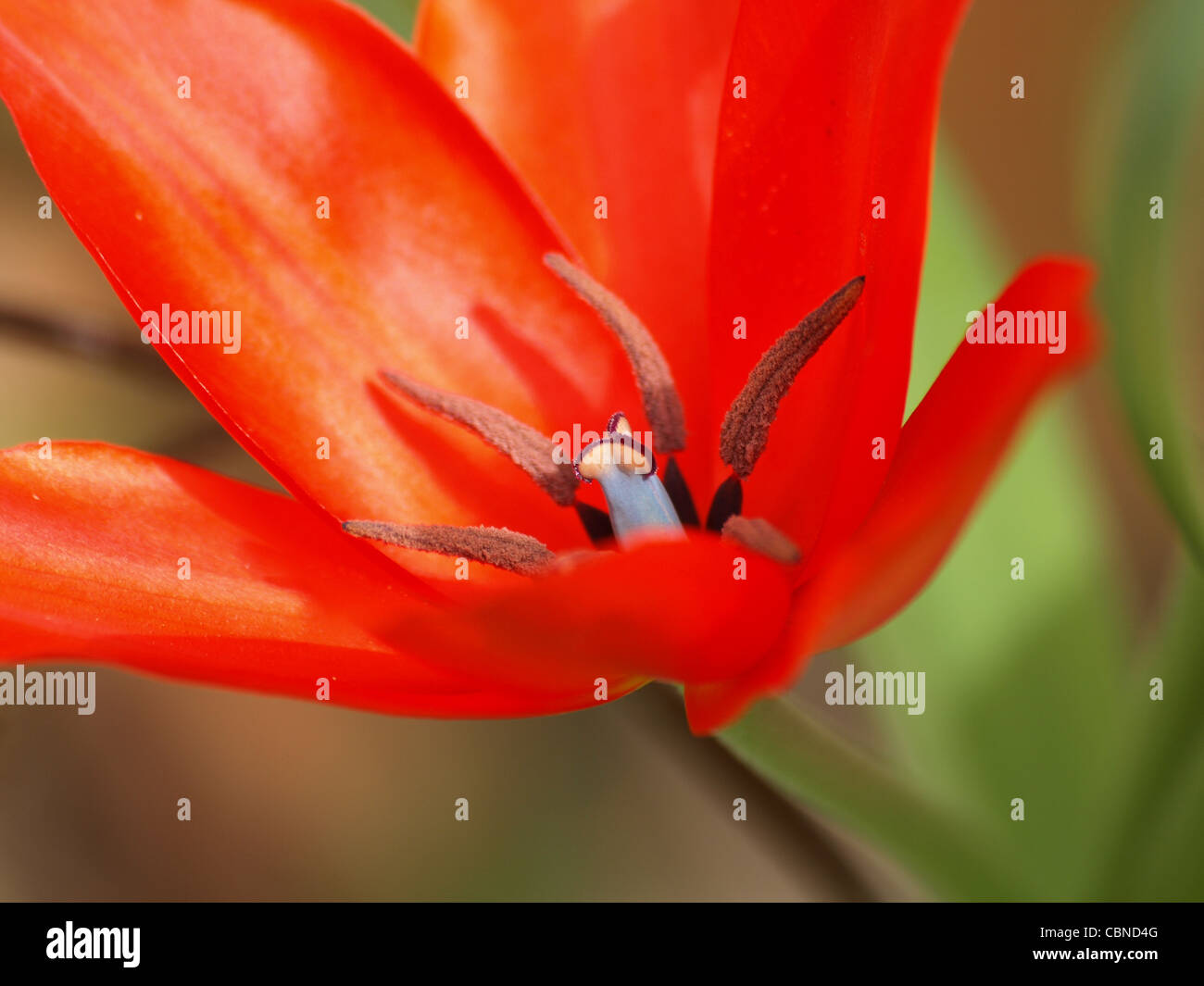 Tulpe liliaceae tulip hi-res stock photography and images - Alamy