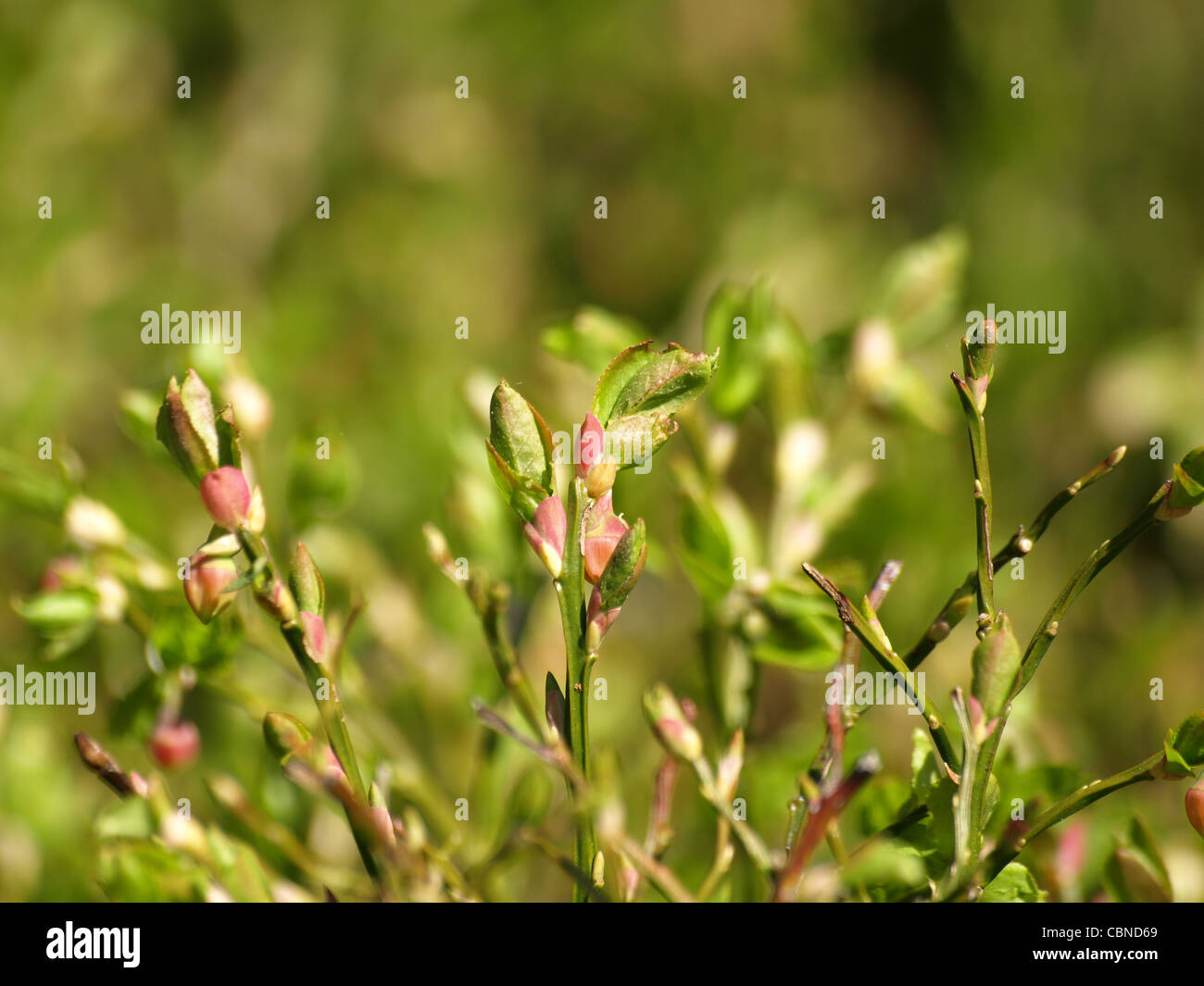 blueberry bush in spring / Vaccinium myrtillus / Heidelbeerstrauch im