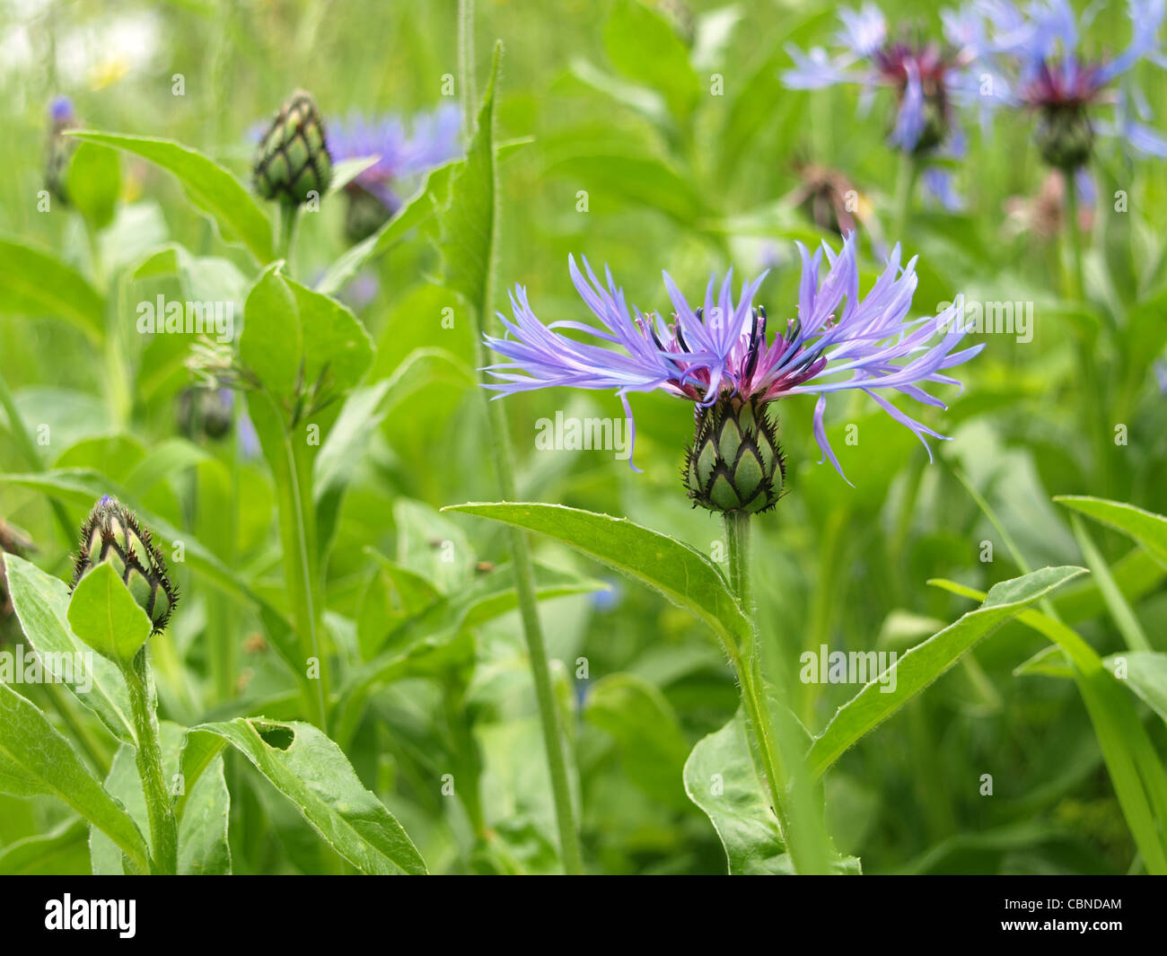 Perennial Cornflower / Mountain Cornflower / Centaurea montana / Bergflockenblume Stock Photo