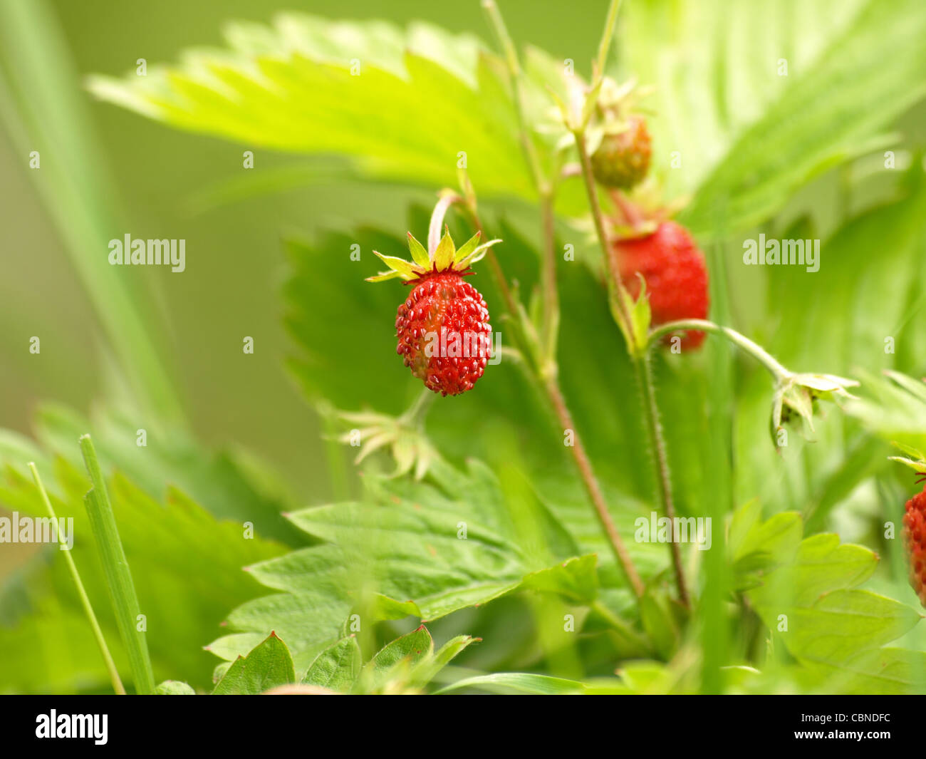 Wild Strawberries / Fragaria vesca / Walderdbeere Stock Photo