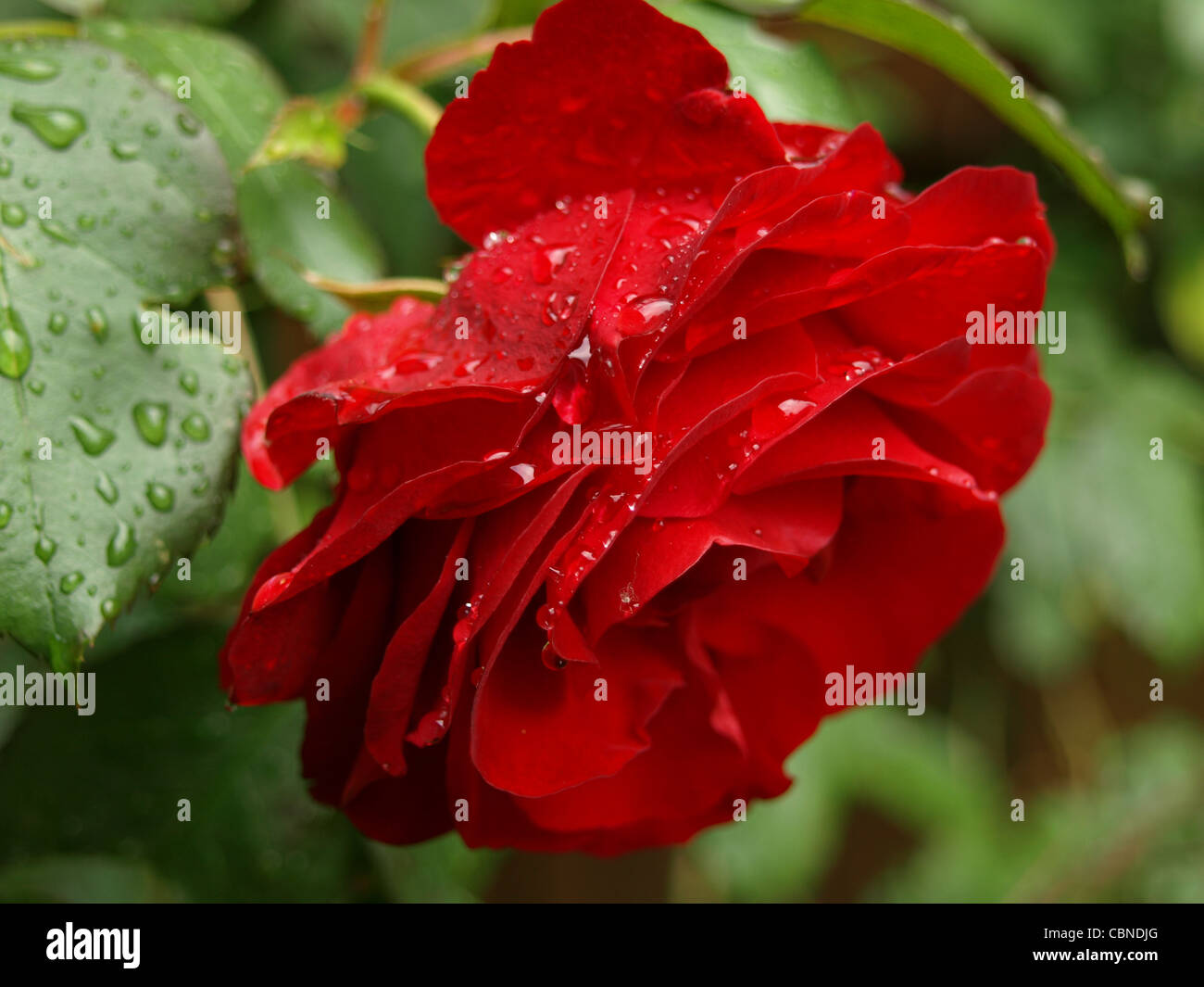 red rose with drops / rote Rose mit Tropfen Stock Photo