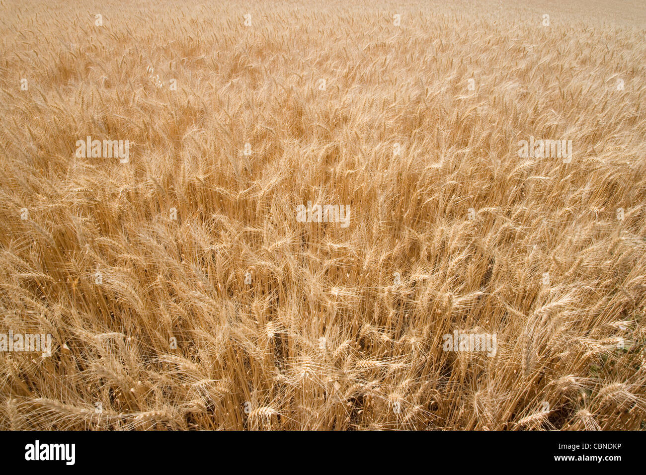 USA; Washington; Palouse Hills; Wheat Field Stock Photo