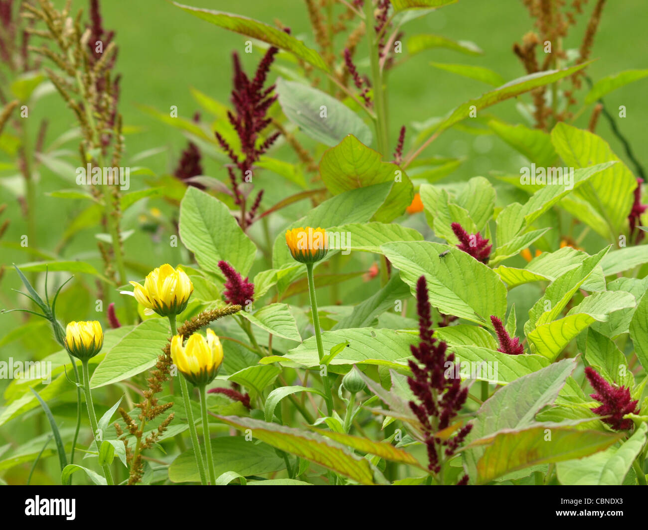 love-lies-bleeding and pot marigold / Amaranthus caudatus, Calendula officinalis / Gartenamarant und Ringelblumen Stock Photo