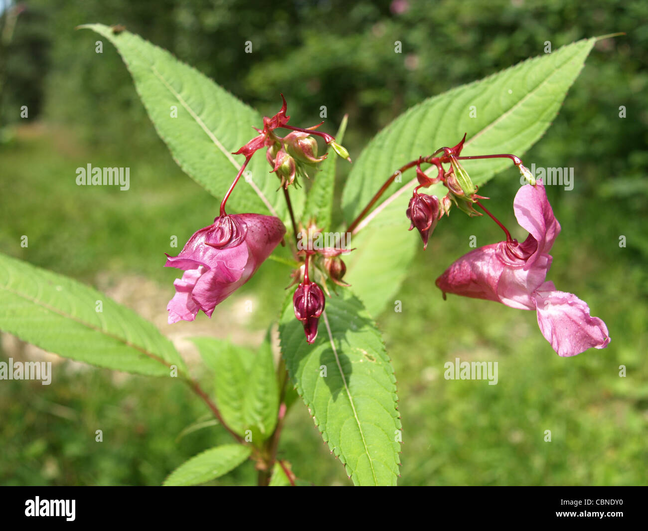 bloom Policeman´s Helmet, Bobby Tops, Himalayan Balsam / Impatiens glandulifera / Drüsiges Springkraut Stock Photo