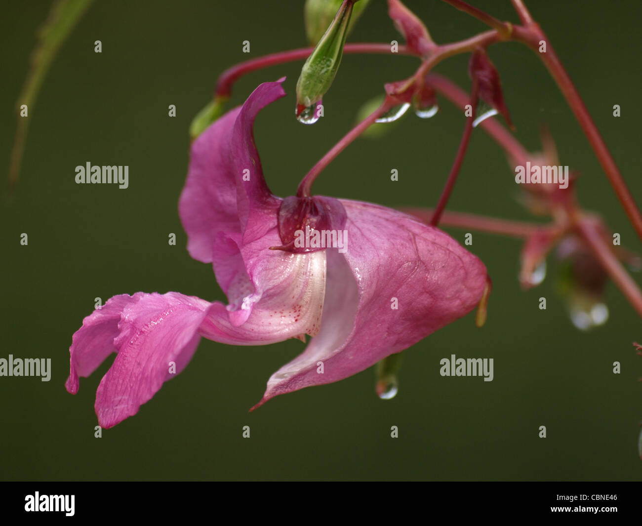 bloom Policeman´s Helmet, Bobby Tops, Himalayan Balsam with drops / Impatiens glandulifera / Drüsiges Springkraut mit Tropfen Stock Photo