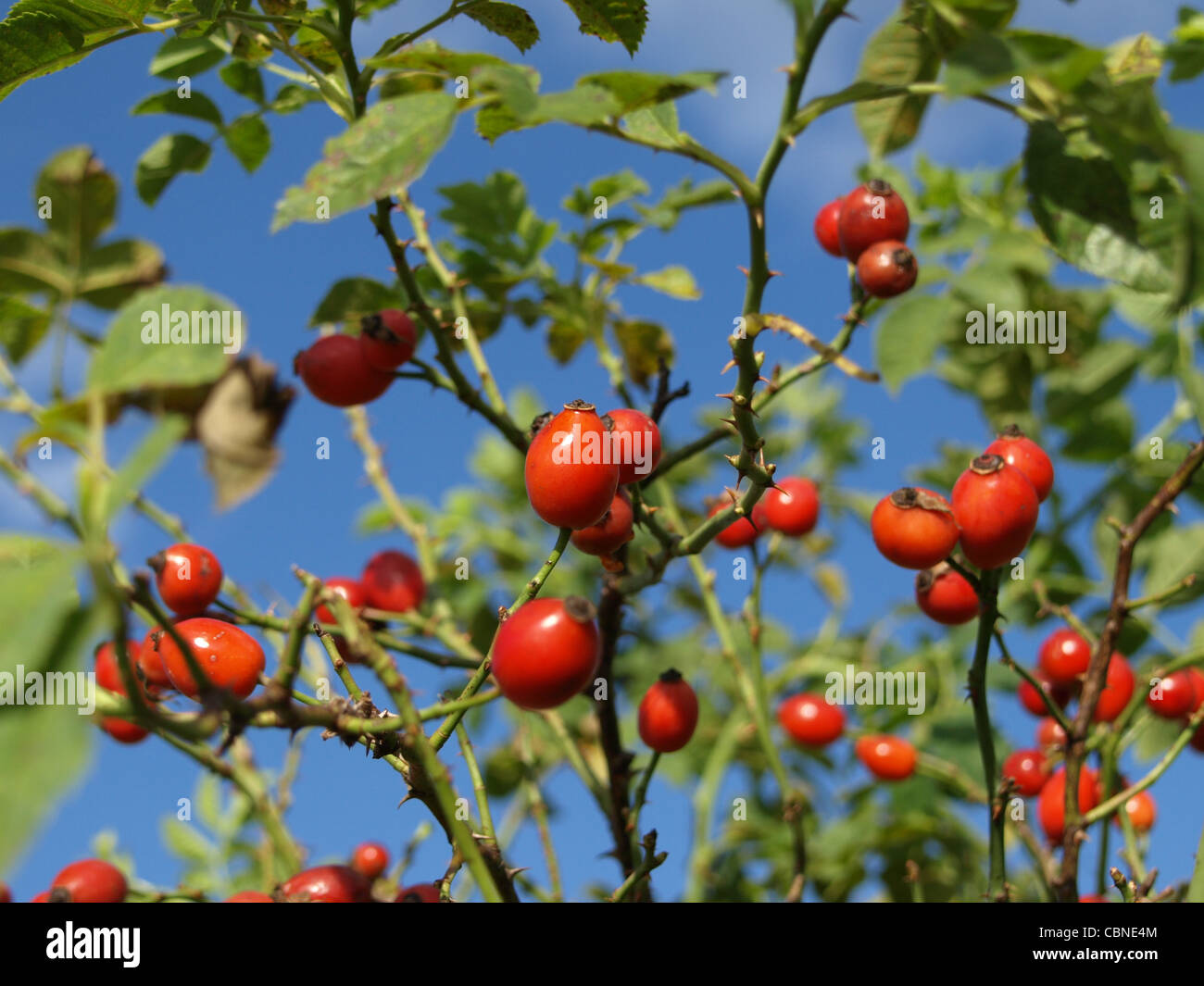fruits from Rosa canina / rose hip / Hagebutten Stock Photo - Alamy