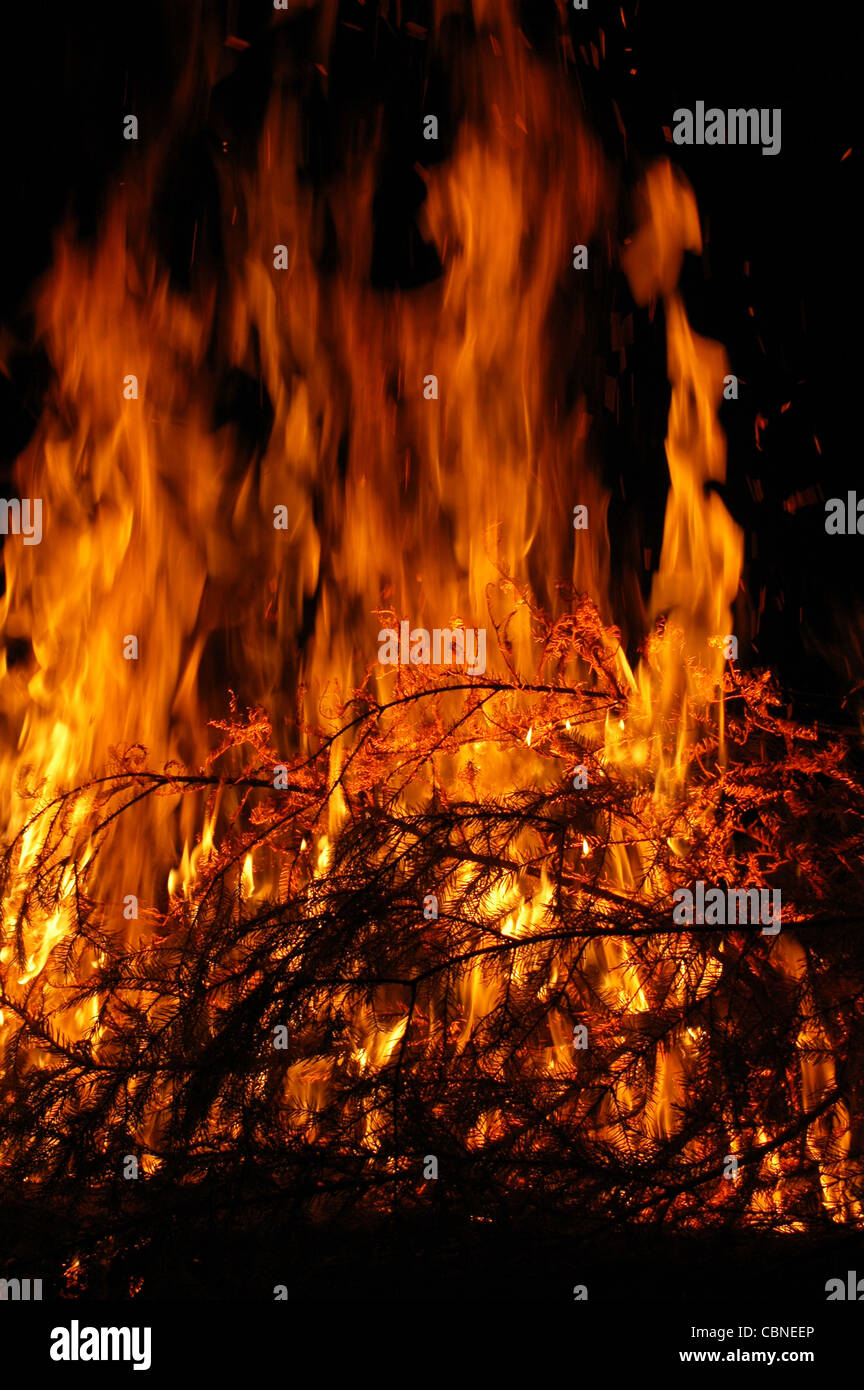 Fire, burning trees. Stock Photo
