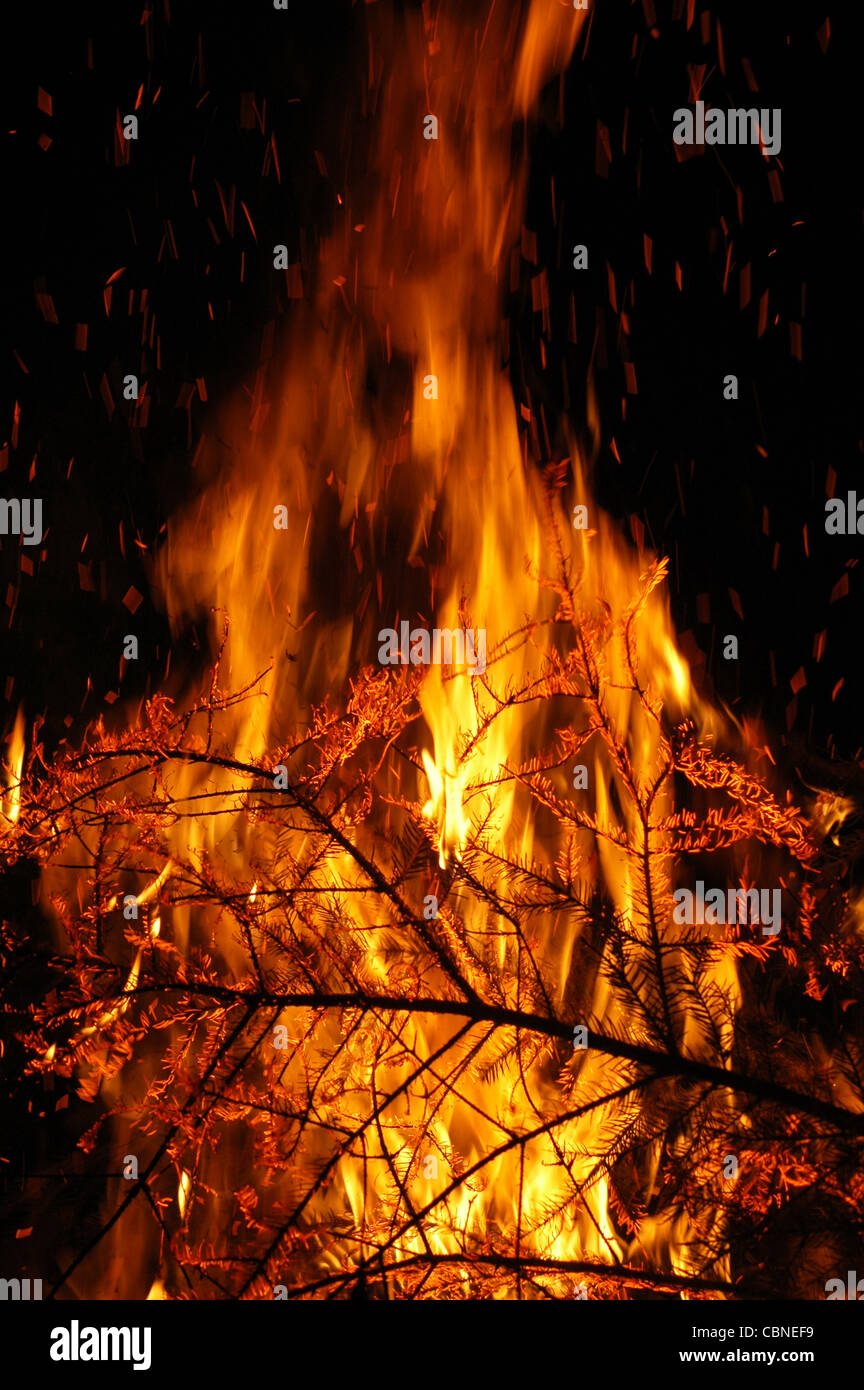 Fire, burning trees Stock Photo Alamy