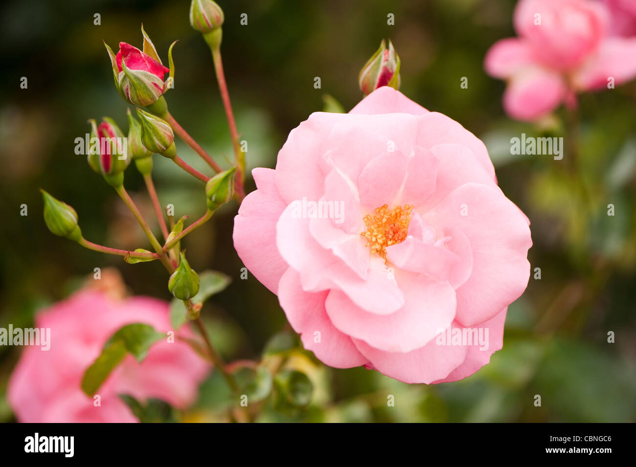Rosa livia rose hi-res stock photography and images - Alamy
