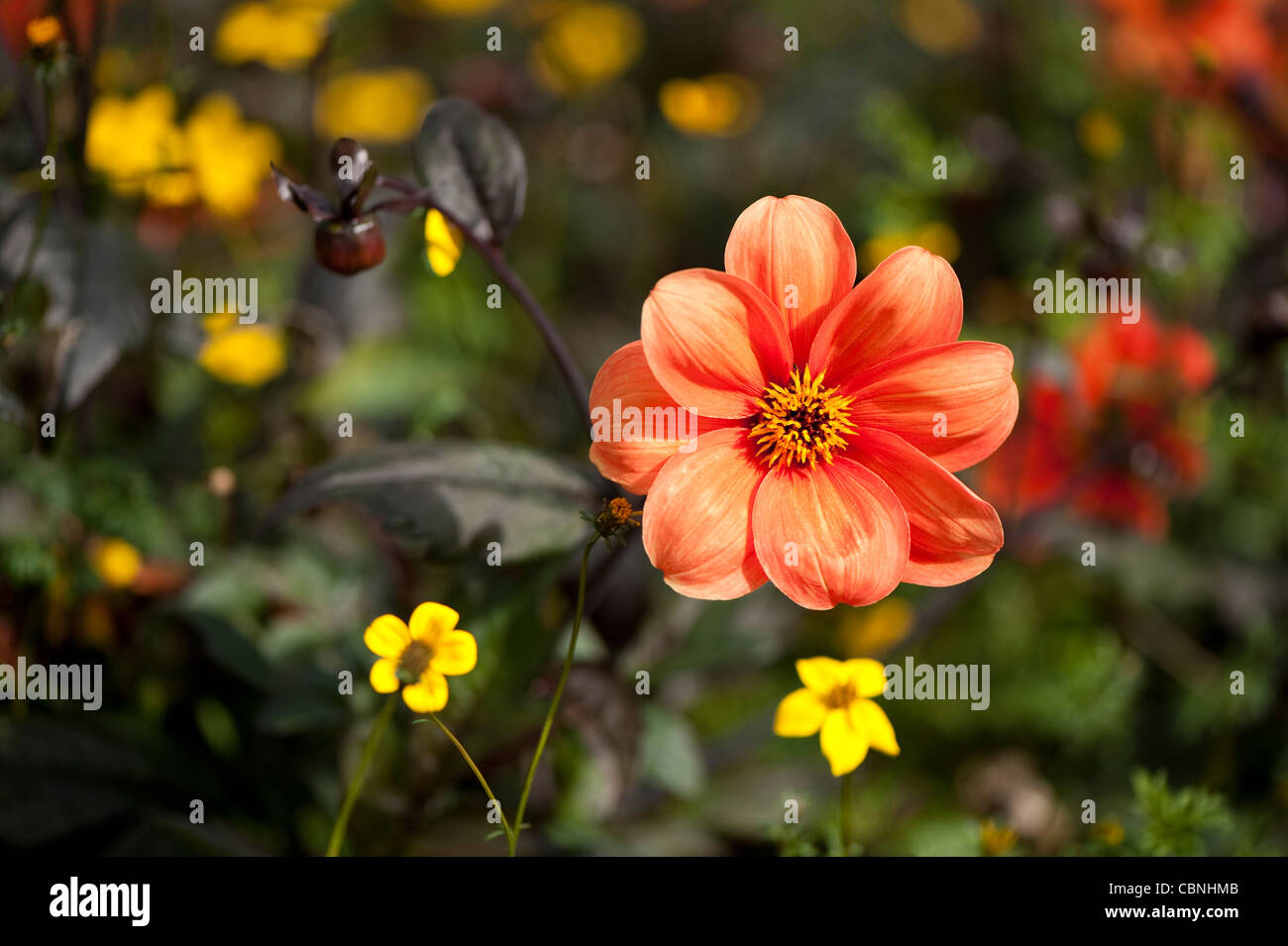 Dahlia bishop oxford growing bidens hi-res stock photography and images