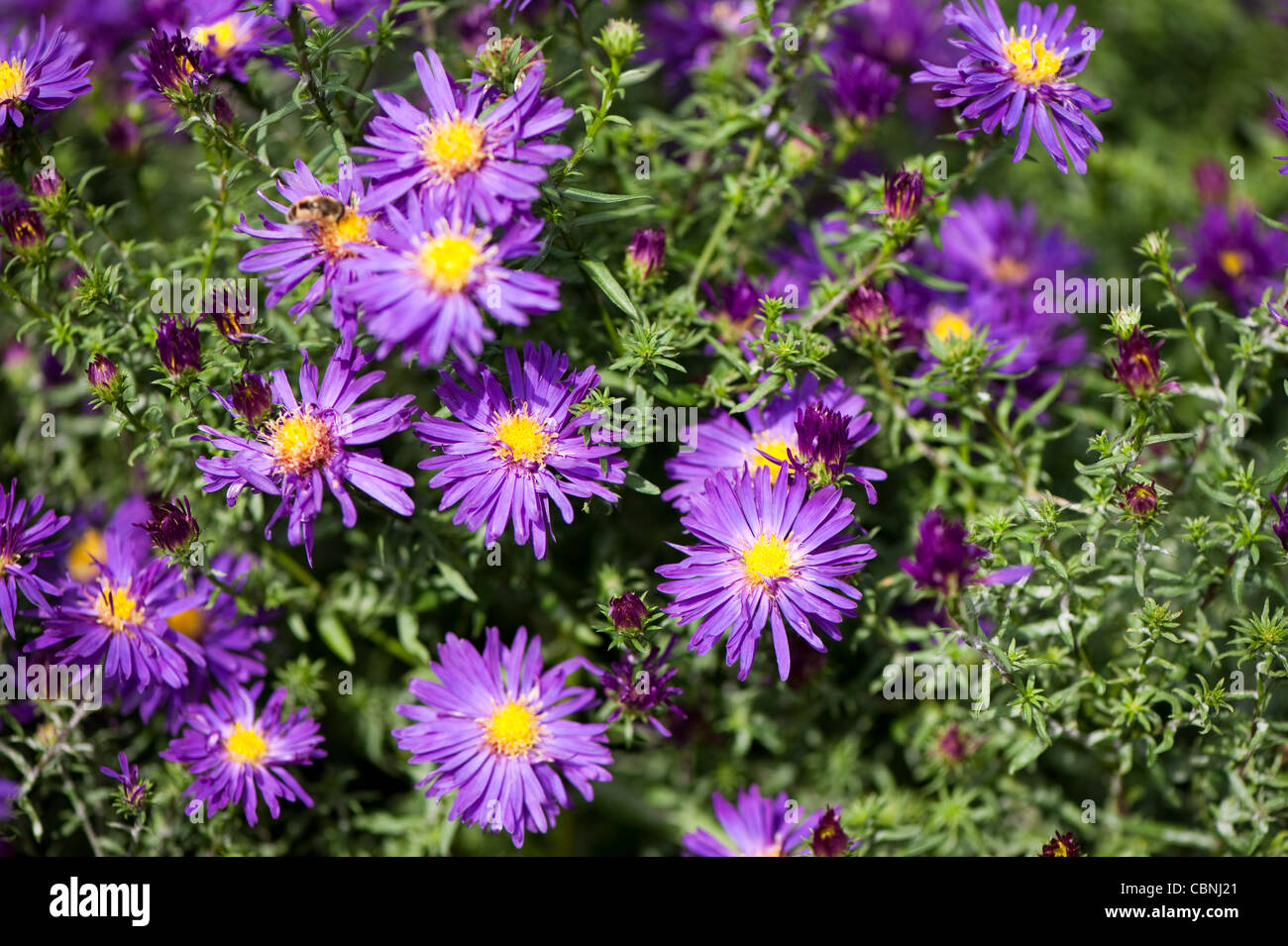 Aster novi-belgii, ‘Chequers’, Michaelmas daisies Stock Photo