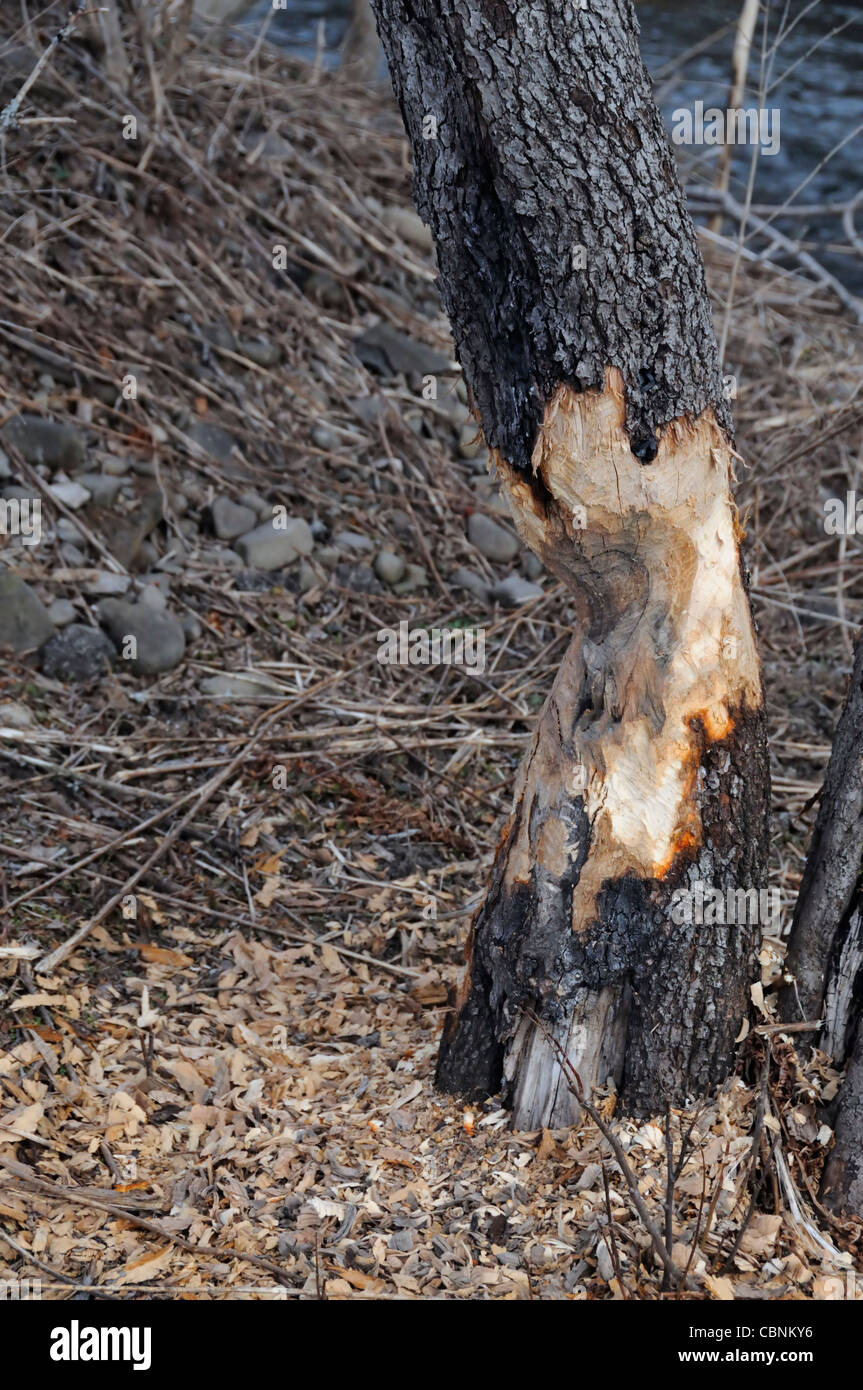 Beaver tree damage hires stock photography and images Alamy