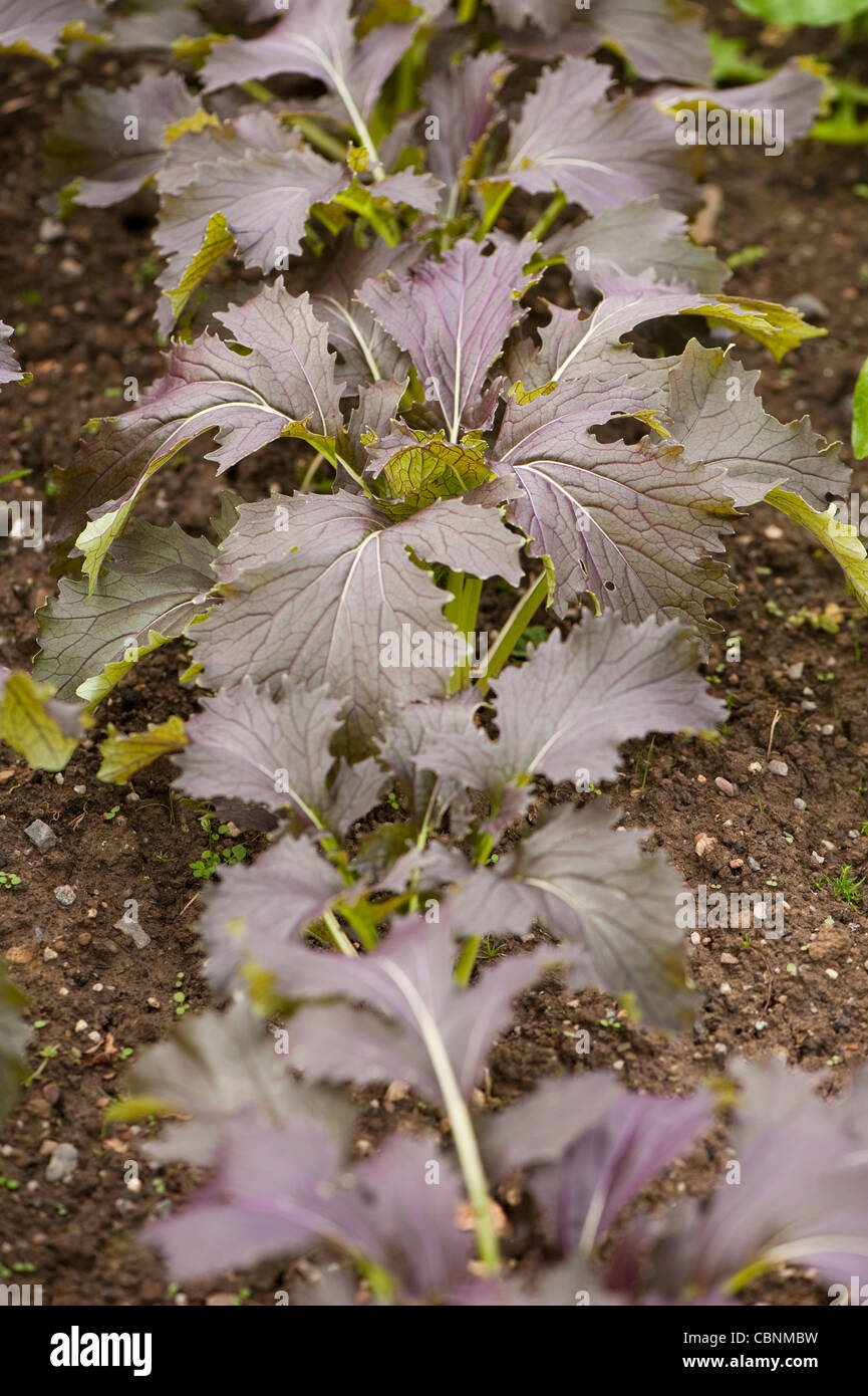 Purple Mizuna, Brassica rapa var nipposinica Stock Photo