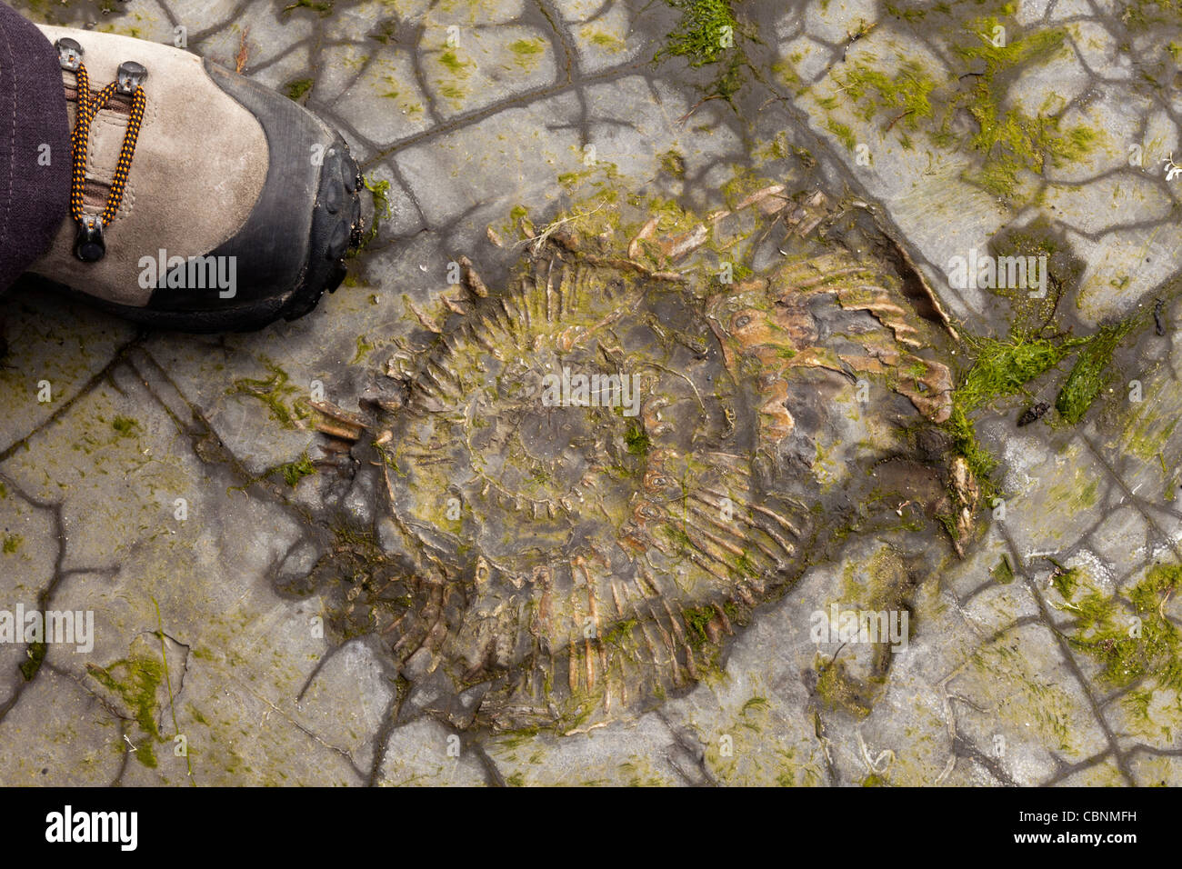 Ammonite fossil revealed on a rock platform at Kimmeridge Bay, Dorset, with woman's boot for scale. Stock Photo