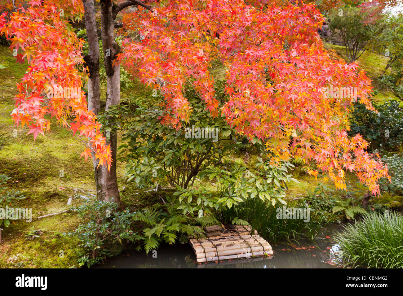 Autmn or fall colour by a stream in the grounds of Tenryu-ji temple at Arashiyama, on the outskirts of Kyoto, Japan. Stock Photo