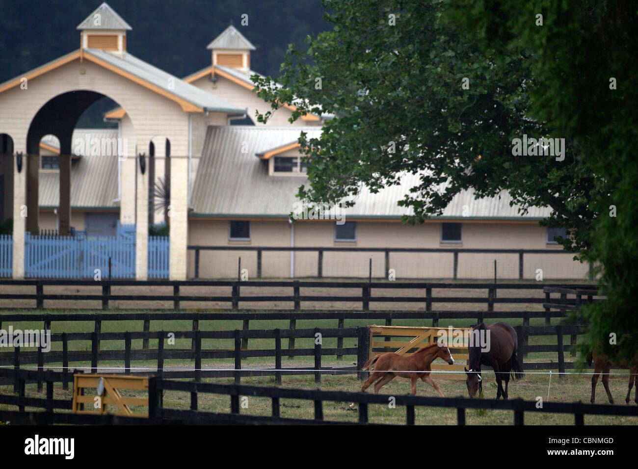 Thoroughbred race horses and foals in paddocks at Cambridge Thoroughbred Lodge, Cambridge, Waikato, New Zealand Stock Photo