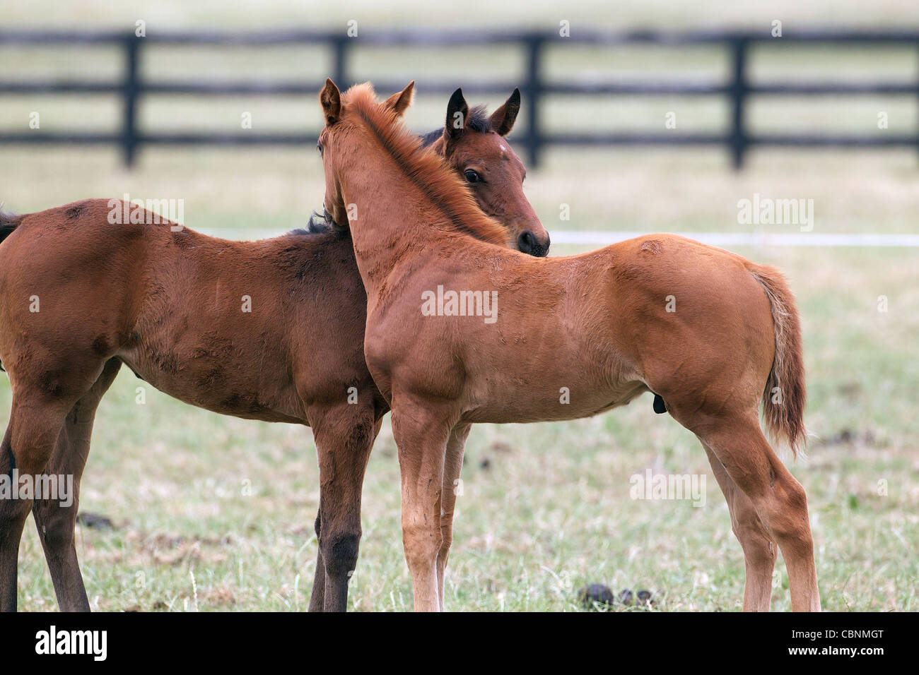 Thoroughbred race horses and foals in paddocks at Cambridge Thoroughbred Lodge, Cambridge, Waikato, New Zealand Stock Photo